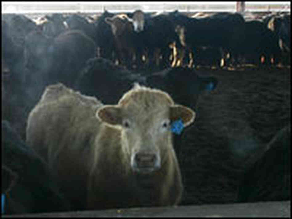 Cattle in Iowa.