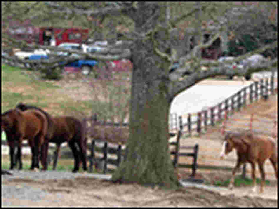 Pasture