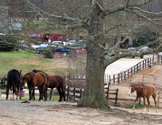 Pasture