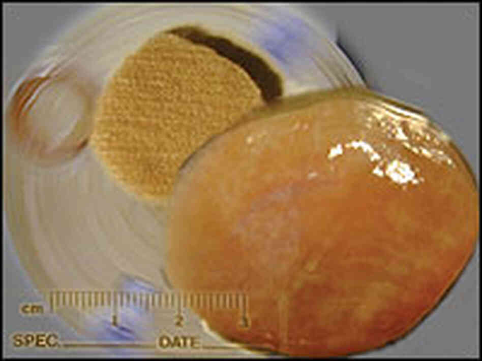In vitro steak of sheep muscle cells