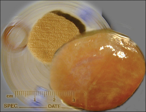 In vitro steak of sheep muscle cells
