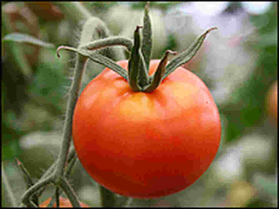 Tomato on a vine Tomato on a vine