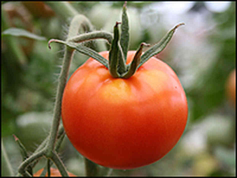 Tomato on a vine Tomato on a vine