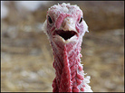 Cinnamon the turkey. Cinnamon the turkey.