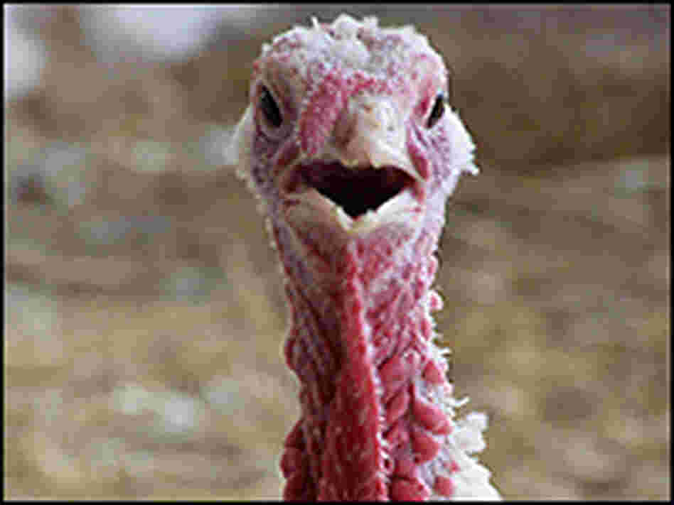 Cinnamon the turkey. Cinnamon the turkey.