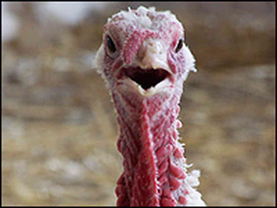 Cinnamon the turkey. Cinnamon the turkey.