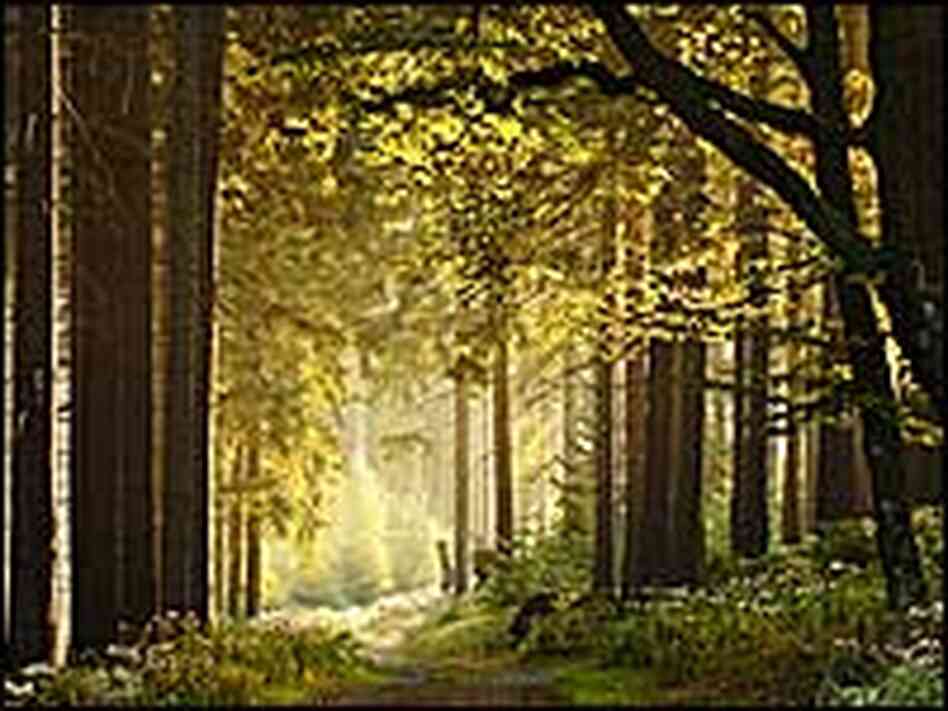 A forest in fall