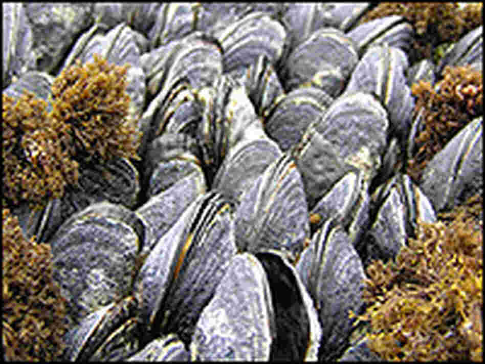 Eroded and gaping shells on mussels near Tatoosh Island, Wash.
