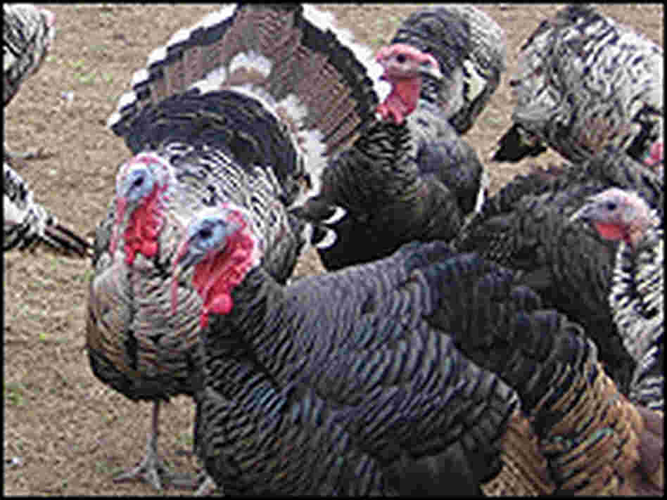 Turkeys in a pen. Turkeys in a pen.