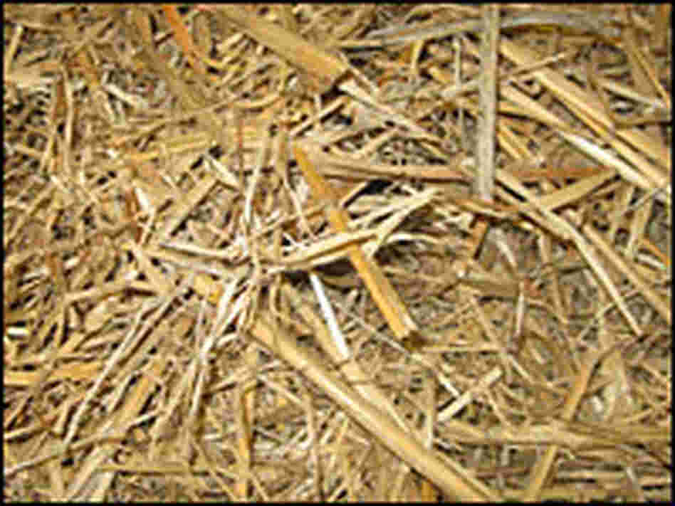 Dried Miscanthus, a plant related to sugar cane, could be the fuel of the future.