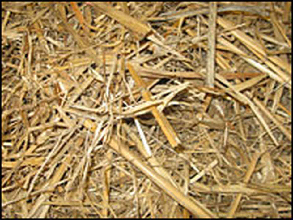 Dried Miscanthus, a plant related to sugar cane, could be the fuel of the future.