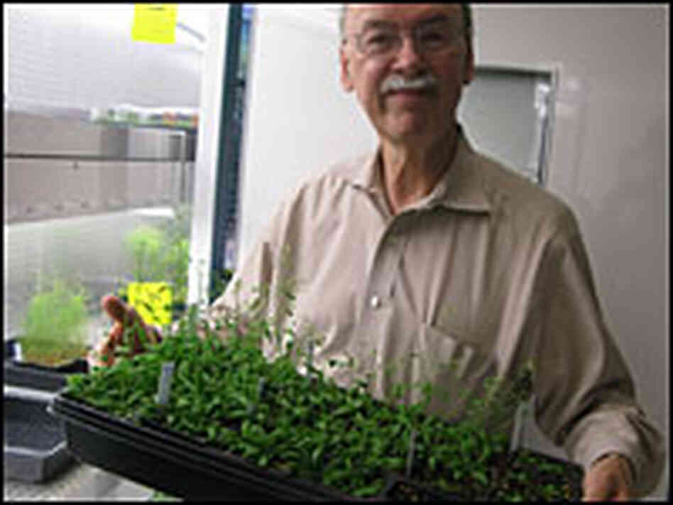 Christopher Somerville directs the Energy Biosciences Institute in Berkeley, Calif.