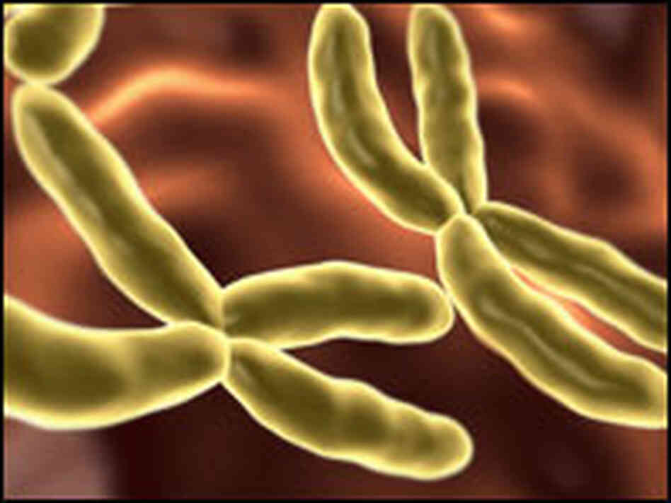 a microscopic visualization of X chromosomes a microscopic visualization of X chromosomes