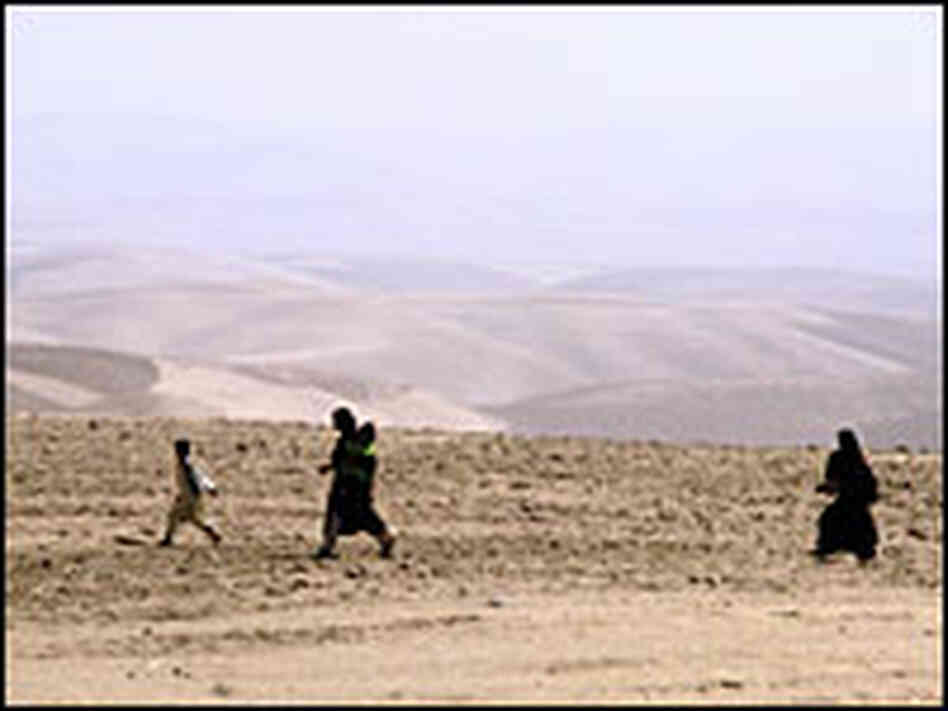 Empty wheat field in Afghanistan