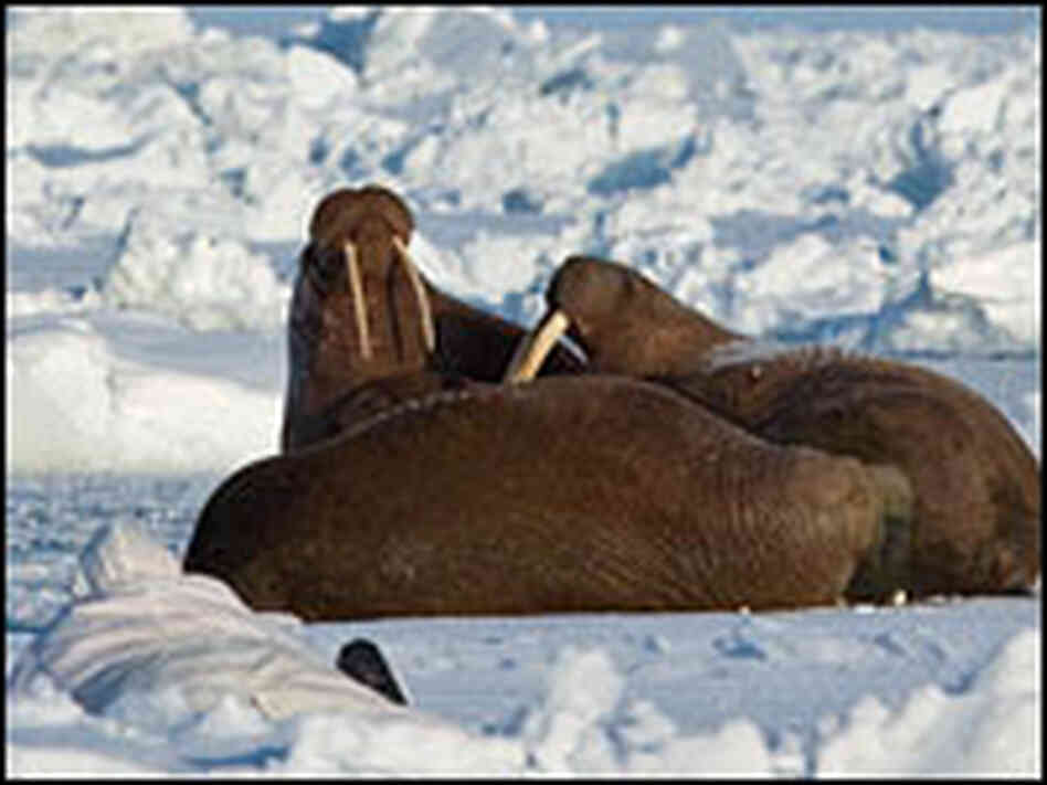 Walrus rest on ice.