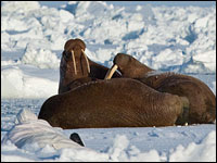 Walrus rest on ice.