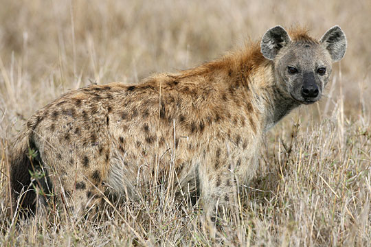 Spotted Hyena