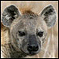 Laughing's No Joke For Spotted Hyenas