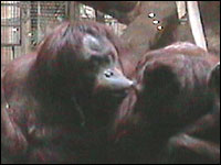 Bonnie At The National Zoo