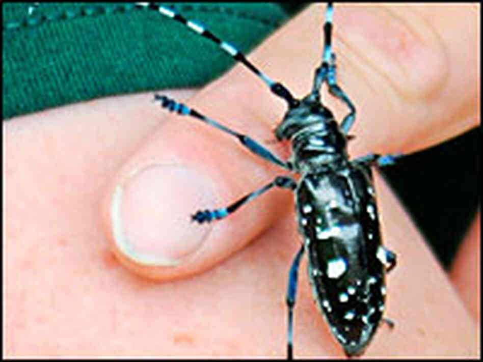 beetle on human hand