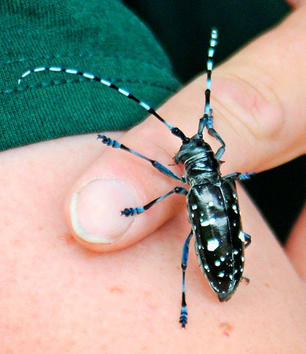 beetle on human hand