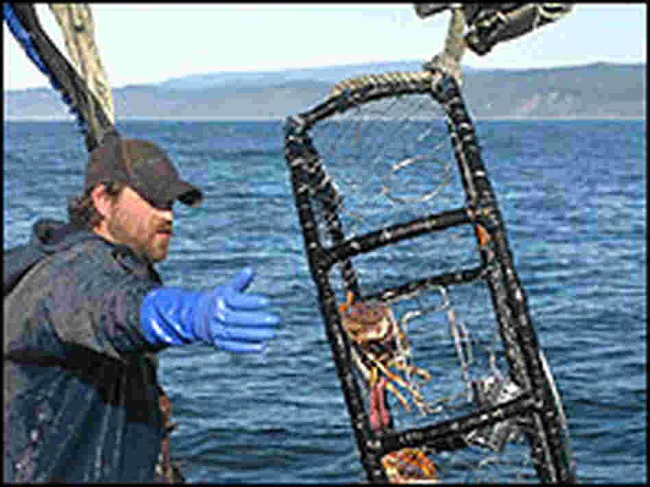 Bobby Kissinger hauls up a crab pot, through about 120 feet of water, off the coast of California.