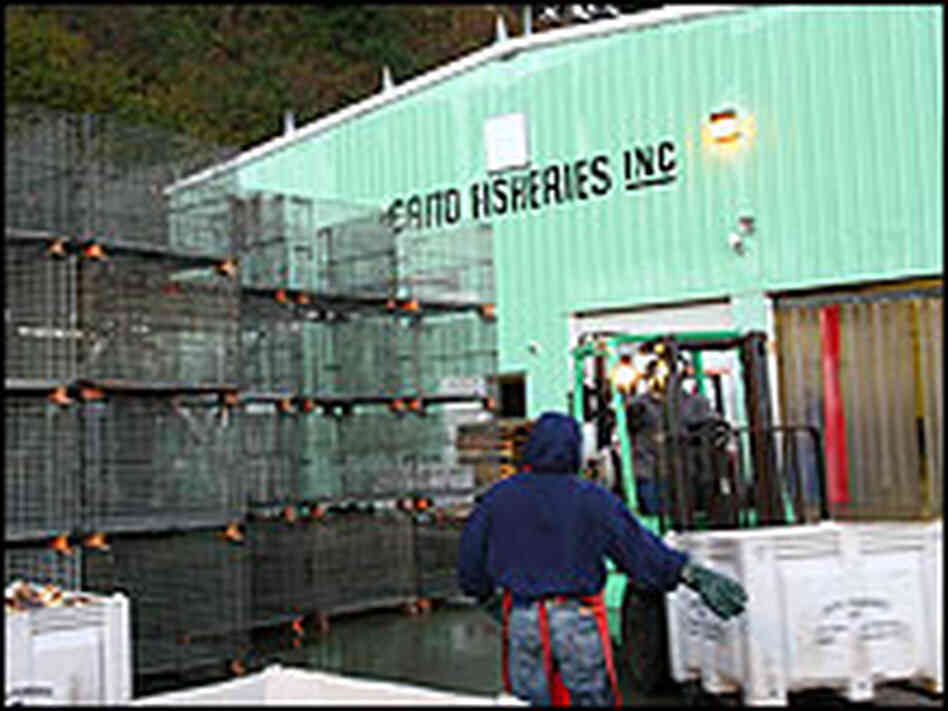 Caito Fisheries is one of the few fish processing plants left at the Fort Bragg port.