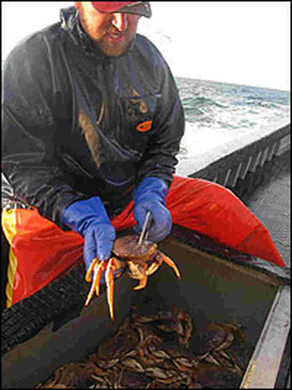 Andy Allen measures a crab.
