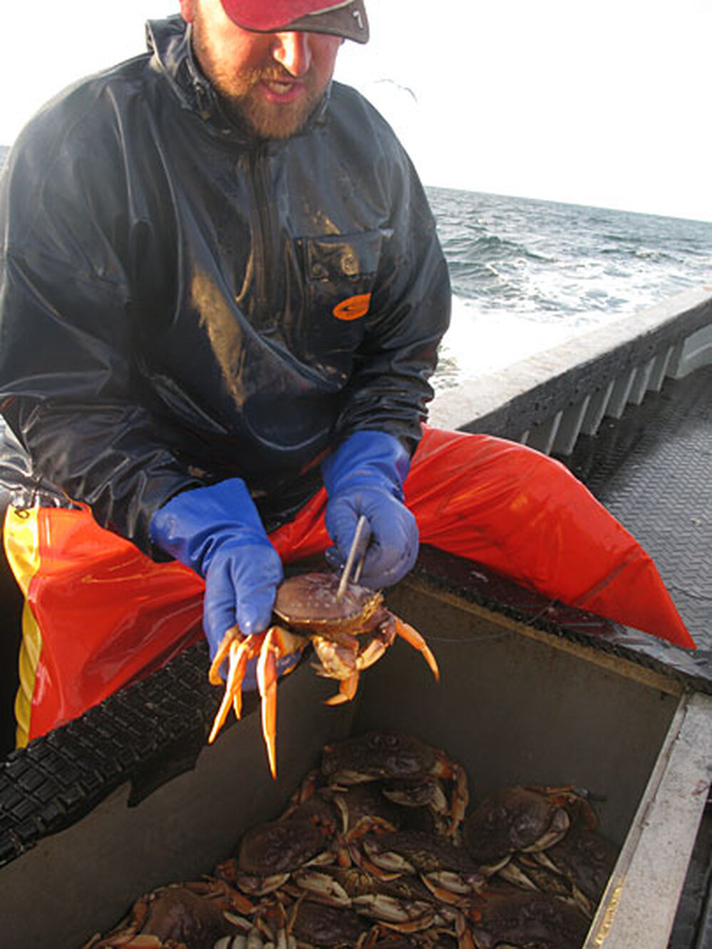 Andy Allen measures a crab.