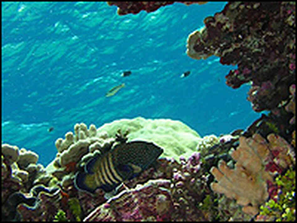 A Blue Spotted Grouper swims along the Kingman Reef.