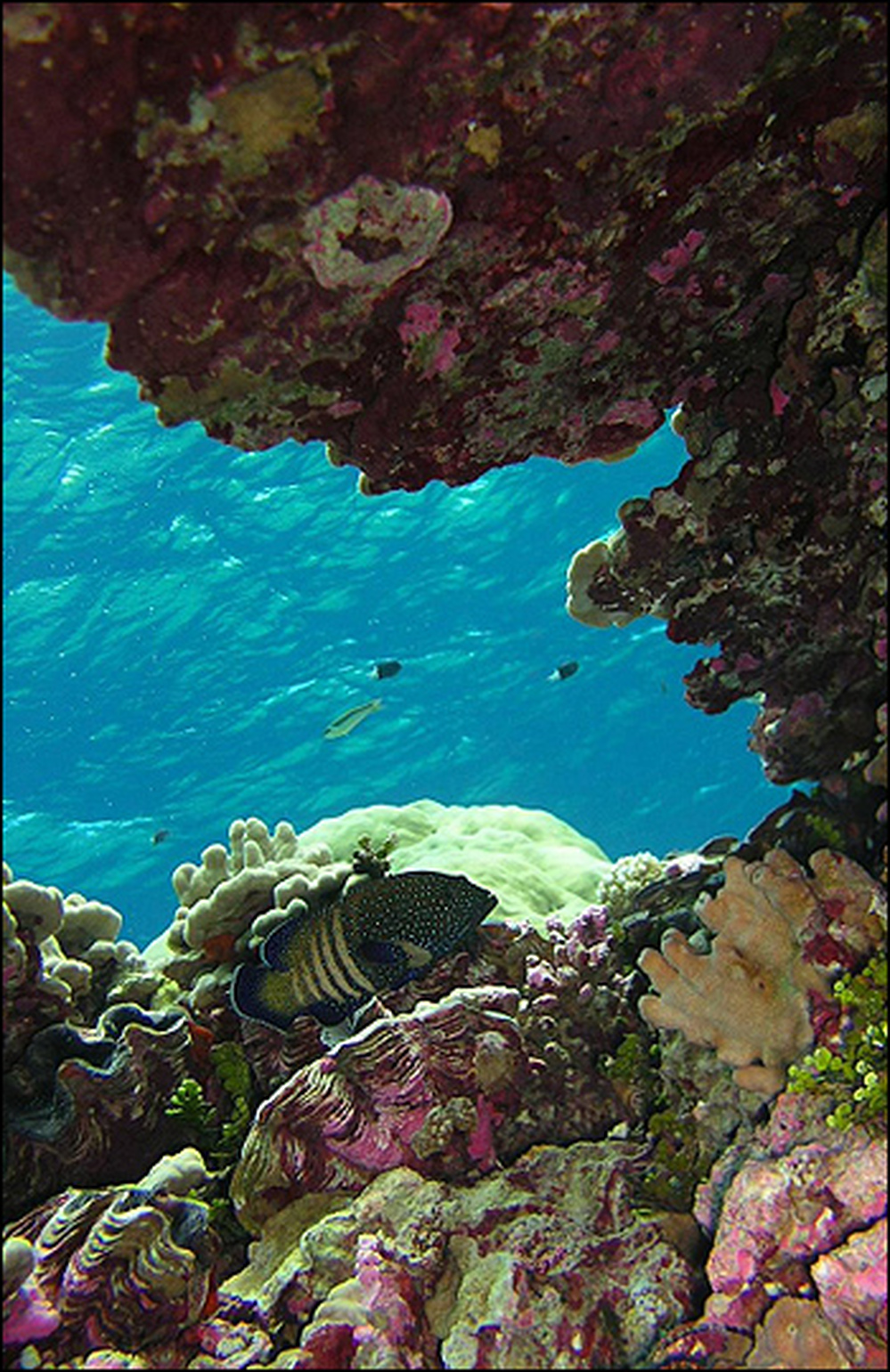 A Blue Spotted Grouper swims along the Kingman Reef.