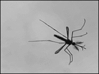 Mosquito Love Song