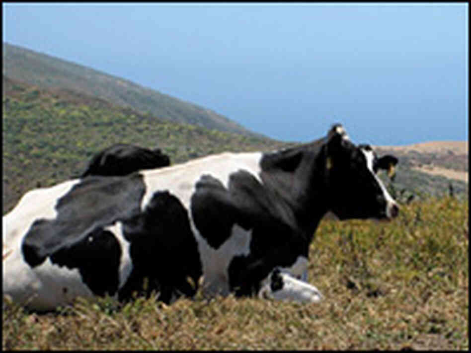 One of Mendoza's dairy cows