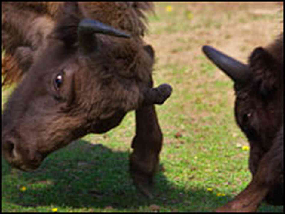Two male bison fight.