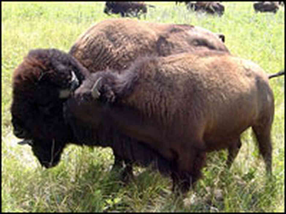 A male bison guards a female.