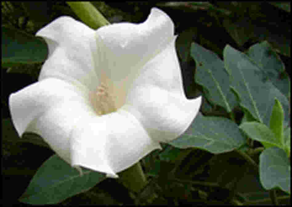 Jimson weed