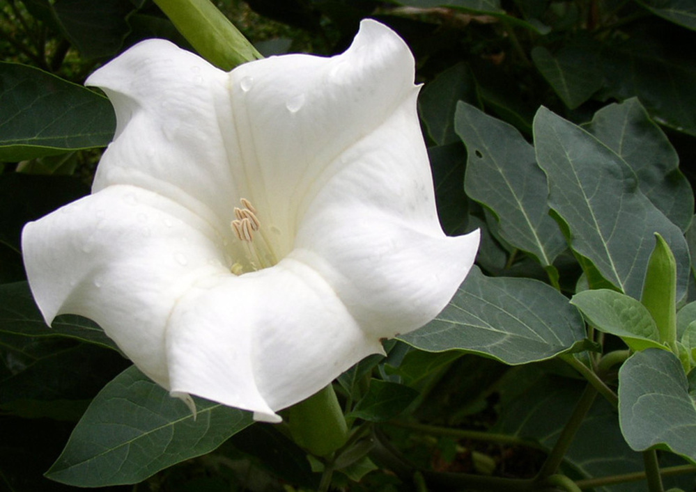 Jimson weed