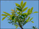 Poison sumac Poison sumac