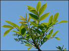 Poison sumac Poison sumac