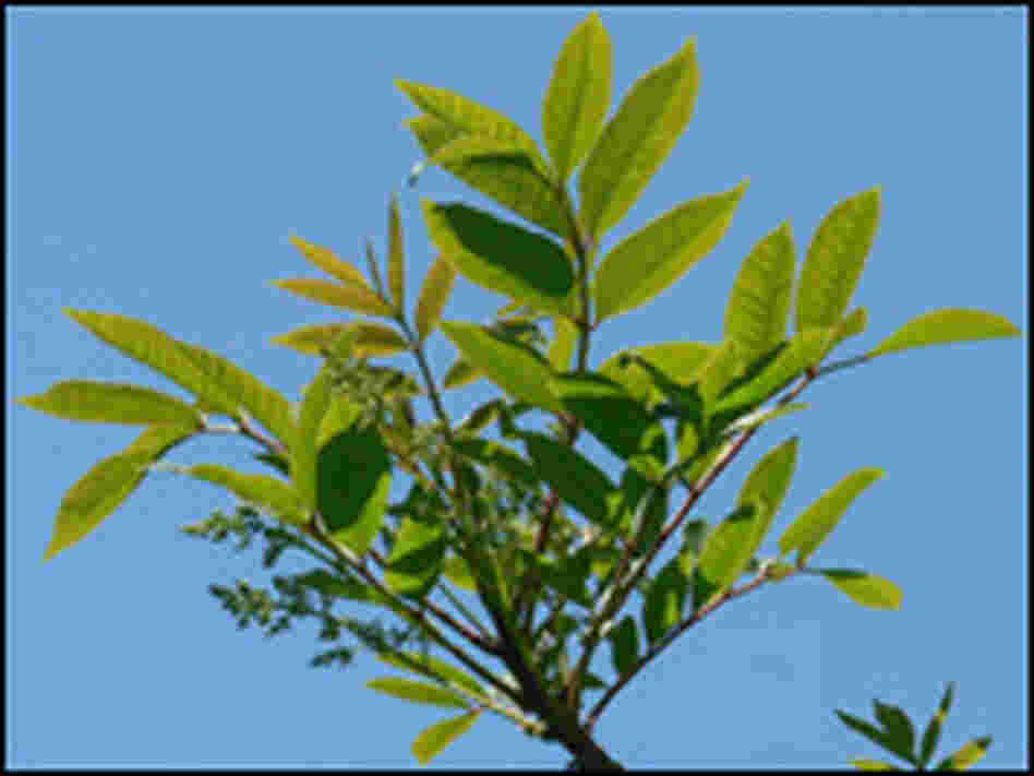Poison sumac