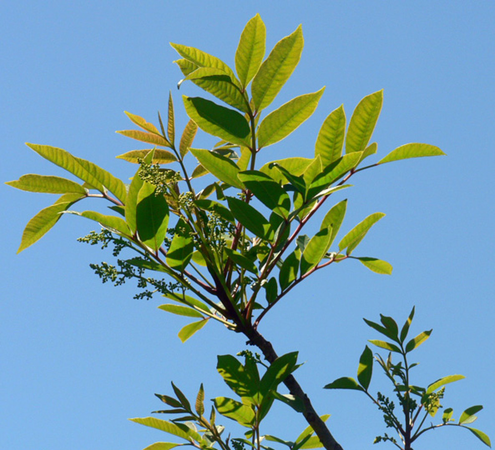Poison sumac