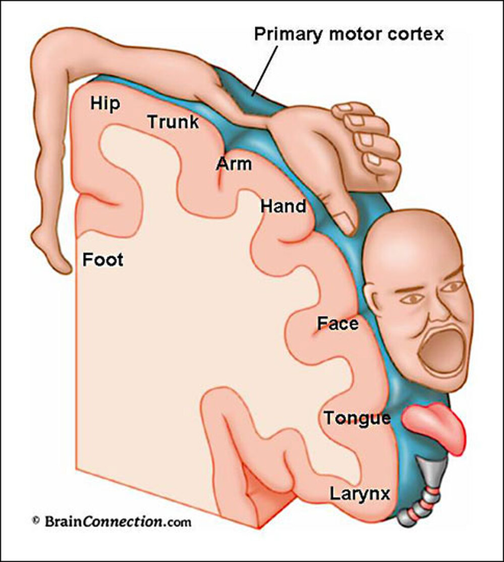 Map of the motor cortex