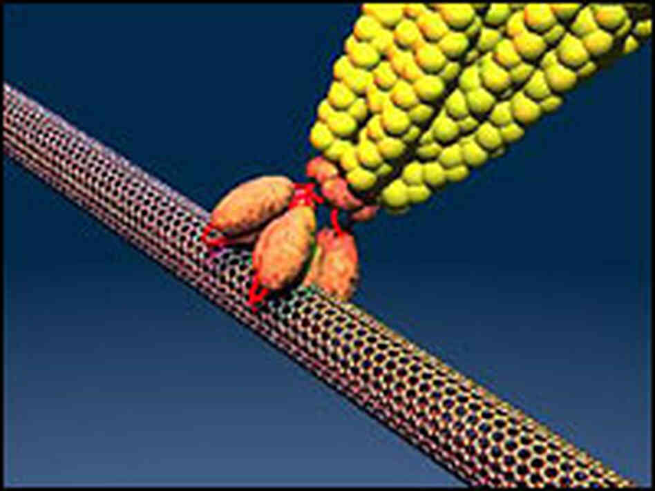 A model shows the genetically engineered virus binding to a carbon nanotube. A model shows the genetically engineered virus binding to a carbon nanotube.