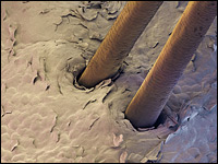 A microscopic view of two human hairs.