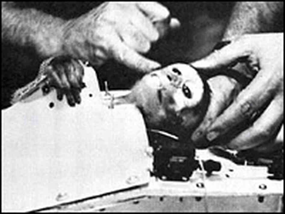 The American-born rhesus monkey Able, after the recovery of the nose cone from the ocean.