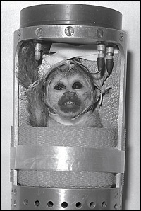 Squirrel Monkey Baker from NASA Squirrel Monkey Baker from NASA
