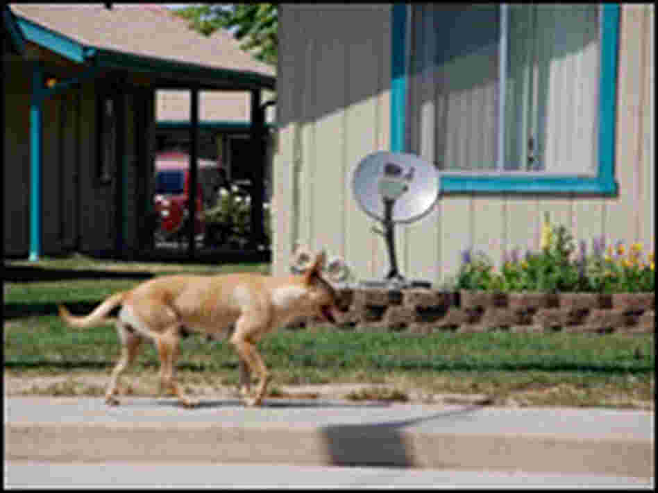 A stray dog roams the streets of Earlimart, Calif.