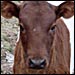 A milk cow on the Apple Family Farm. Credit: Courtesy of the Apple family