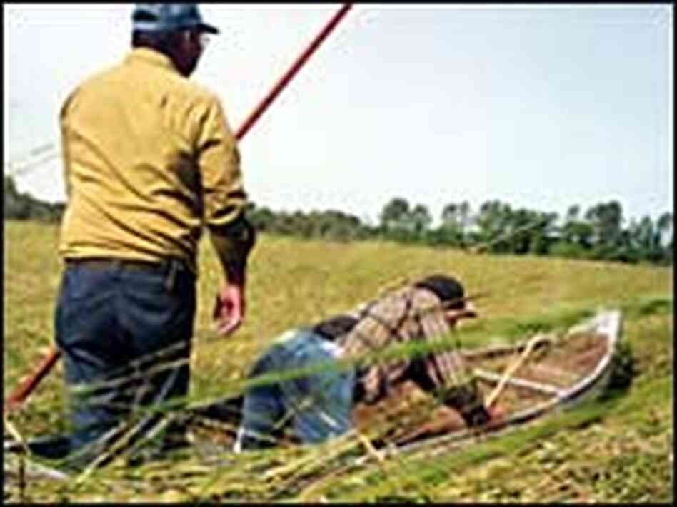 Two members of the Ojibwe tribe in a canoe venture into tall grasses to harvest wild rice. Two members of the Ojibwe tribe in a canoe venture into tall grasses to harvest wild rice.