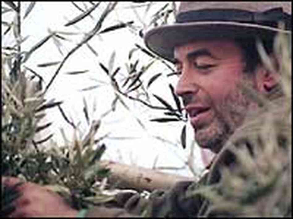 Perched on a ladder, Angelo Garro harvests for olives. Perched on a ladder, Angelo Garro harvests for olives.